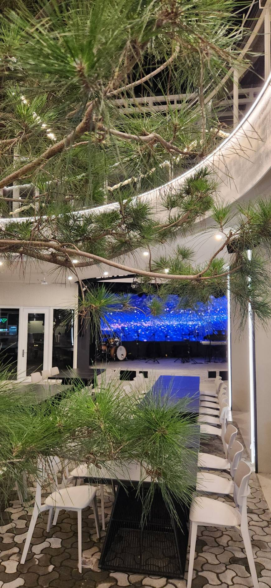 碳所中庭松樹枝葉前景與後方藍色舞台